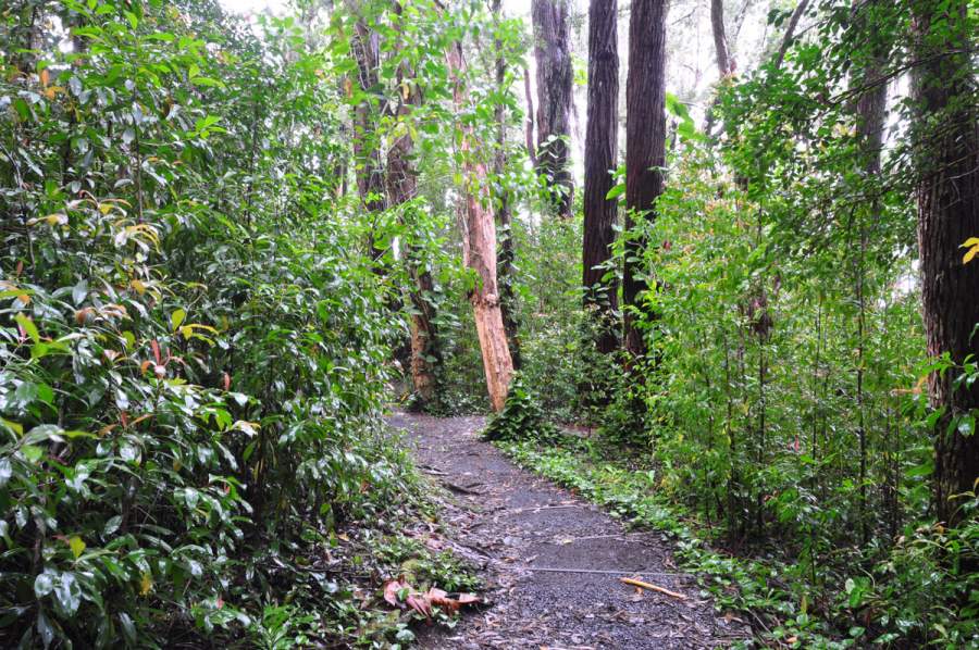 Waikamoi Forest Ridge Trail Maui Hawaii