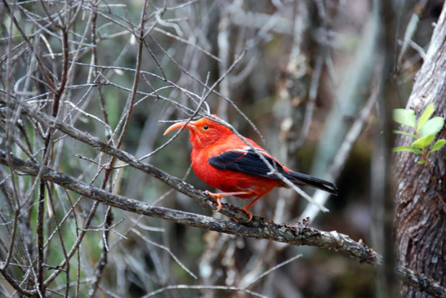 Birdwatching on the Big Island of Hawaii