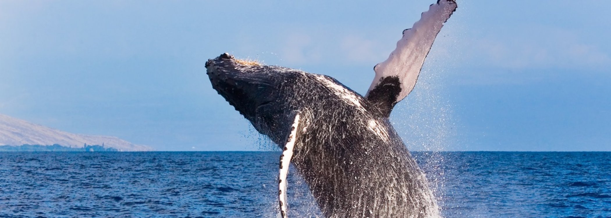 Kauai Whale Watching Tours