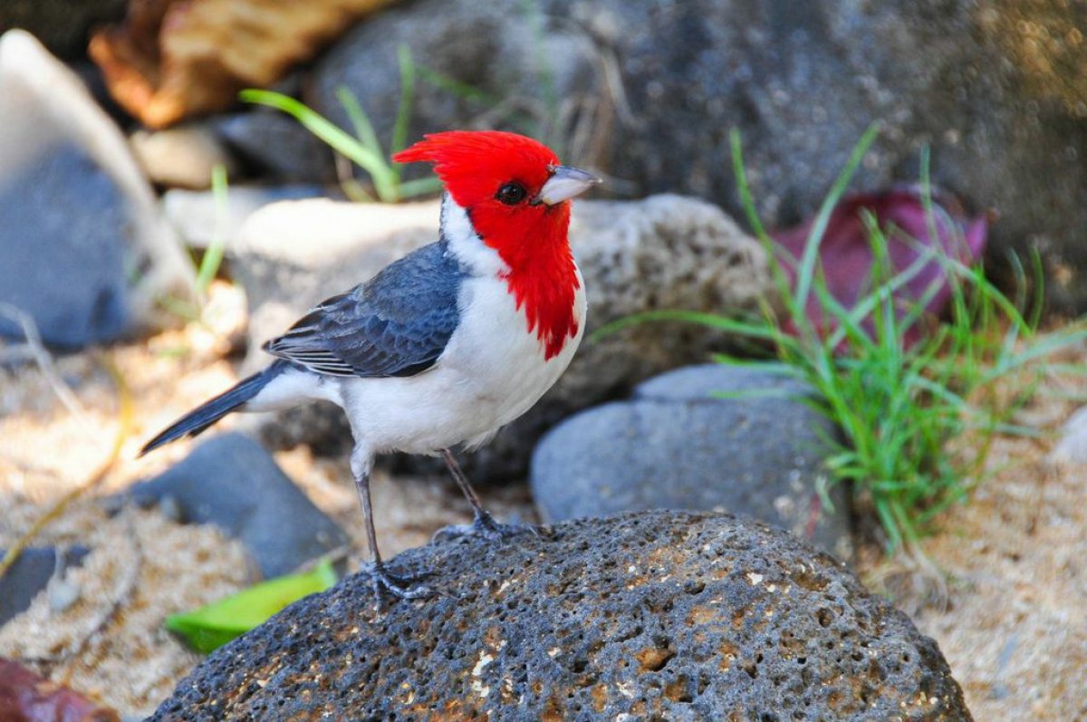 Birdwatching on the Big Island of Hawaii